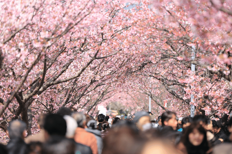 Uncertainty in Bloom - Cherry Blossom