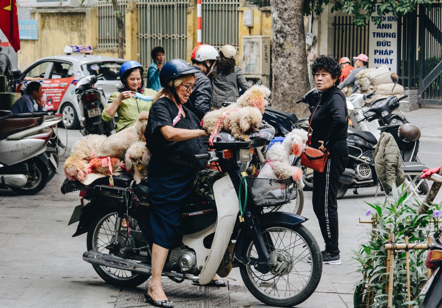 Vietnam, motorcycle, dogs
