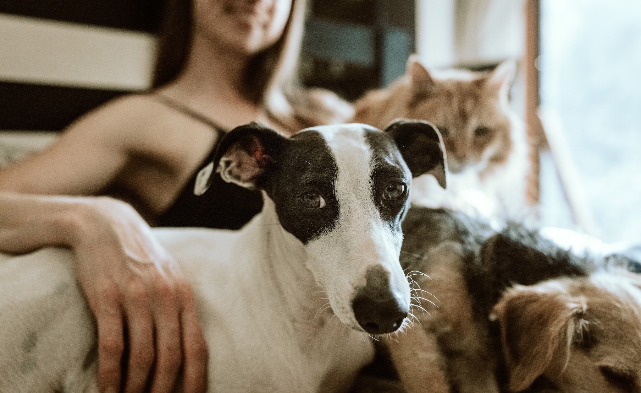 Pet-Ownership-Blog-Photo