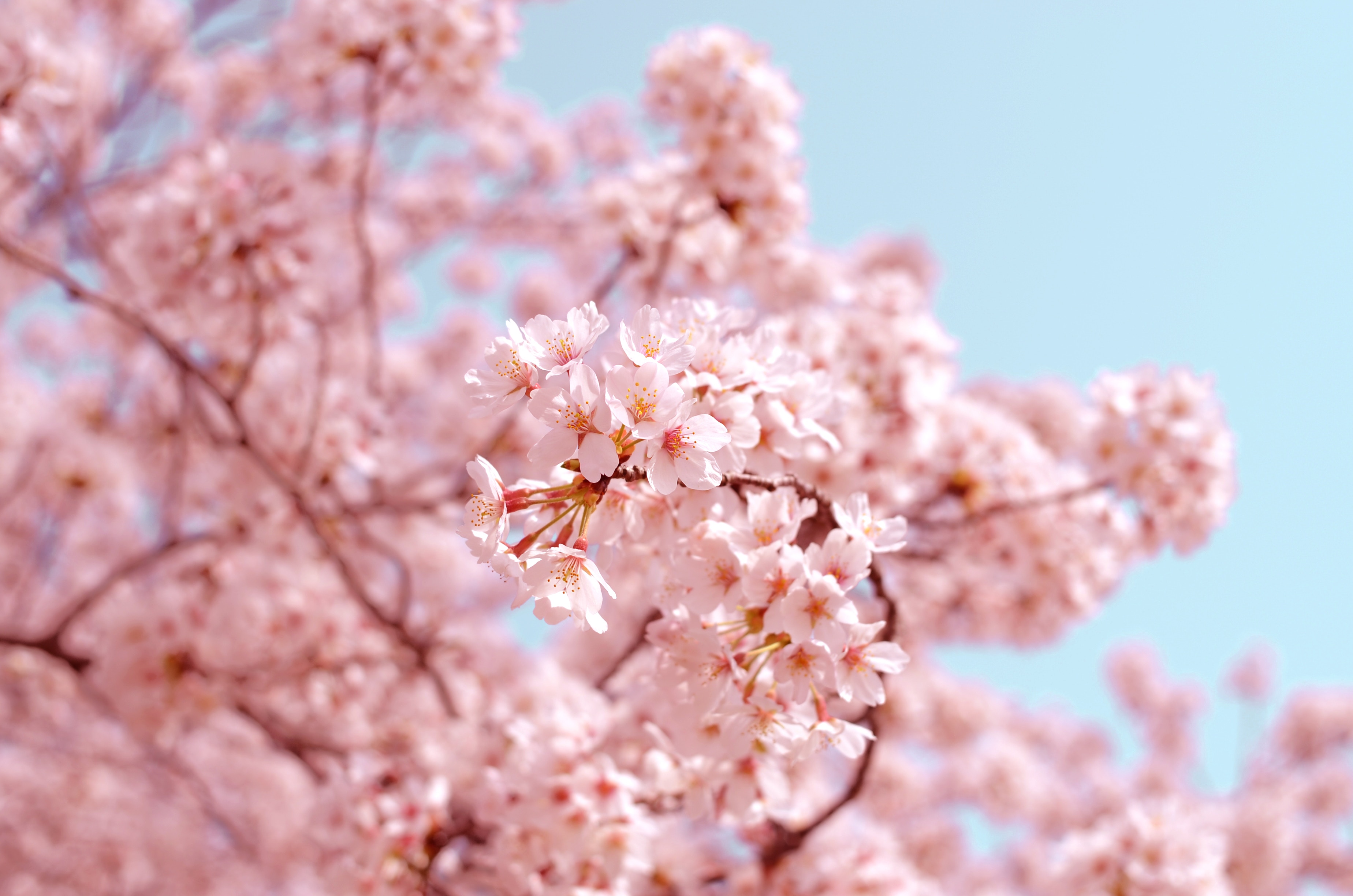 Japan's Cherry Blossom Economy