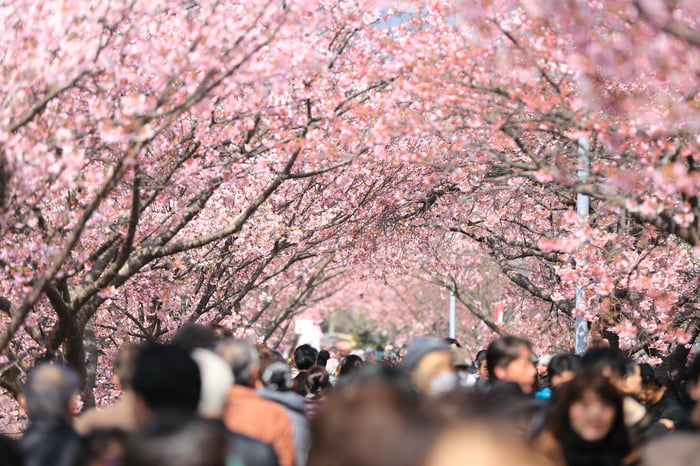 Sakura, Cherry Blossoms, Spring, Japan, Asia, Bloom, Hanami