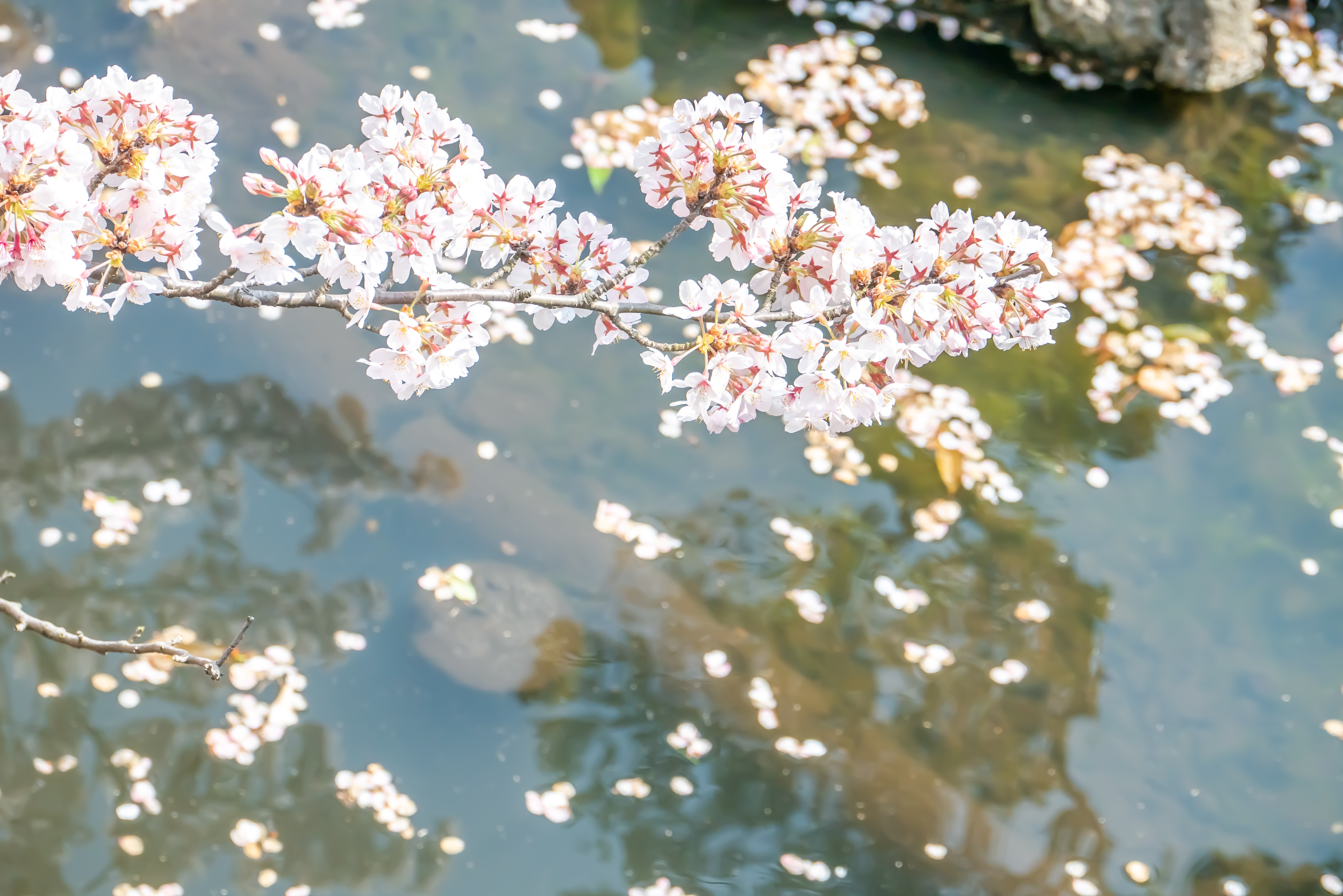 Sakura, Cherry Blossoms, Spring, Japan, Asia, Bloom